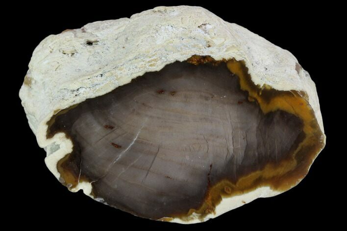 Polished Petrified Wood Limb Section - Rogers Mountain, Oregon #103884